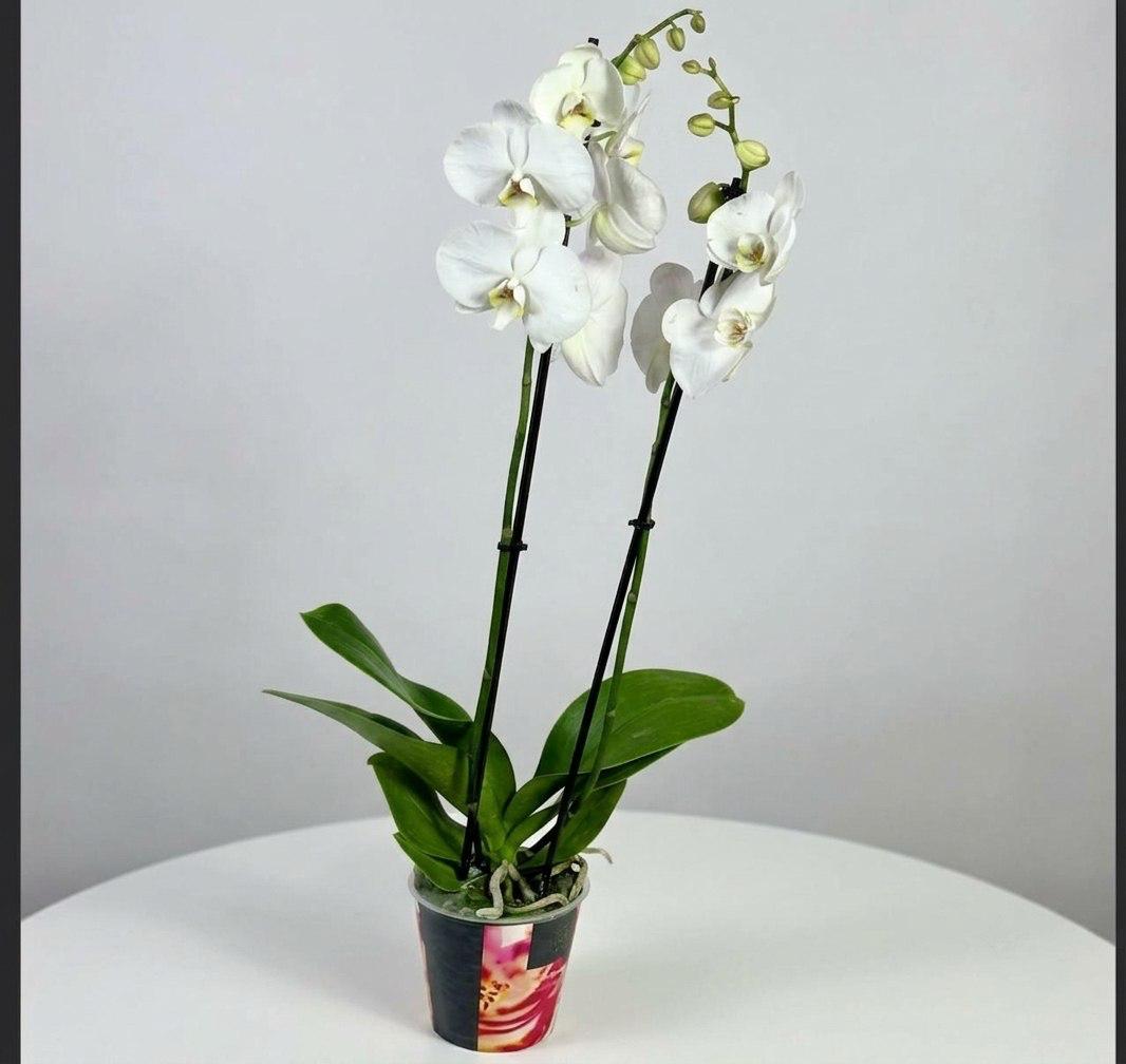 Цветок в горшке «Белоснежное облако»